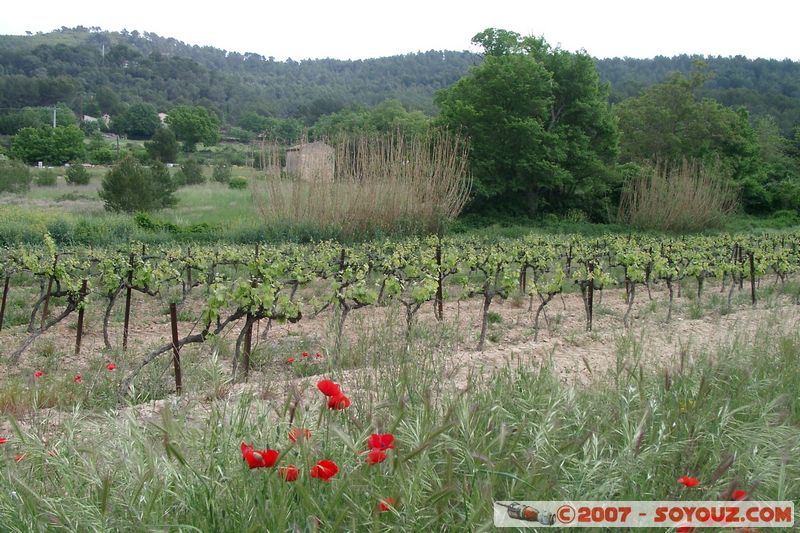 Coquelicots et vignes
Mots-clés: fleur coquelicot