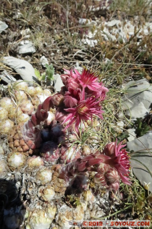 Mont Chiran - Fleurs de montagne
Mots-clés: fleur