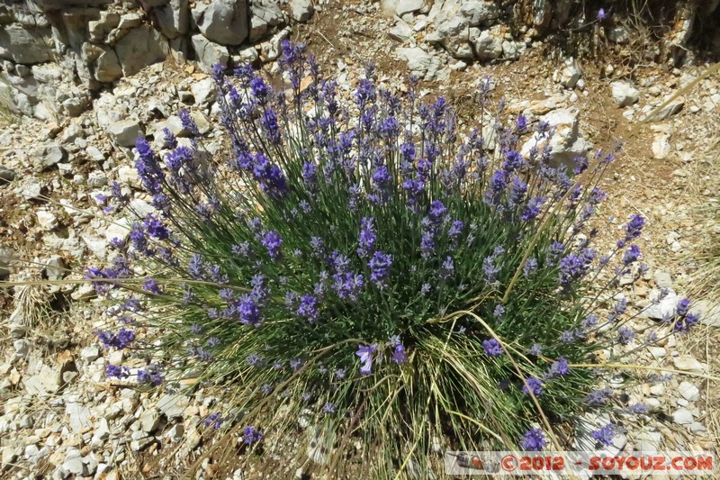 Mont Chiran - Fleurs de montagne
Mots-clés: fleur