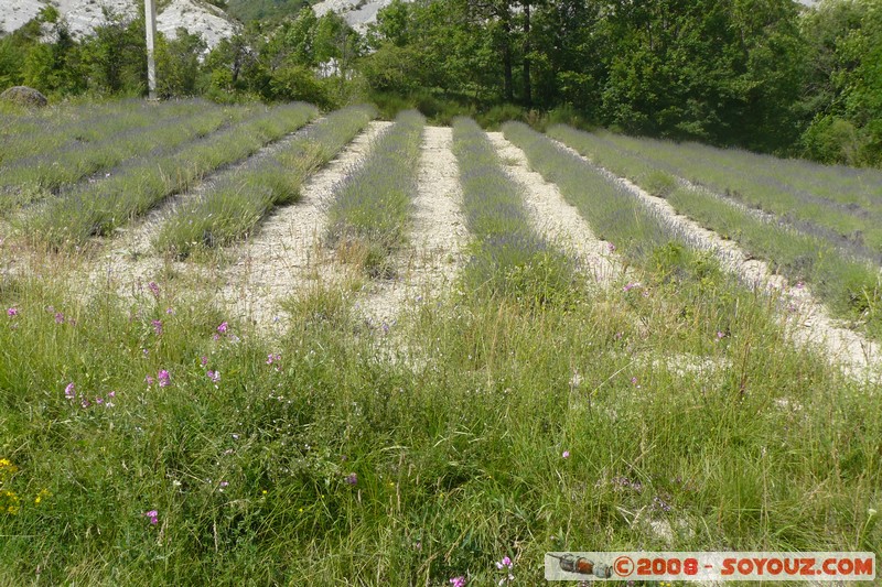 Mont Chiran - Champs de lavande
Mots-clés: plante Lavande fleur