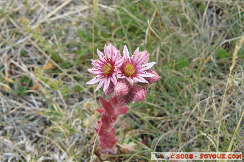 Mont Chiran - Portail de Blieux
Mots-clés: fleur