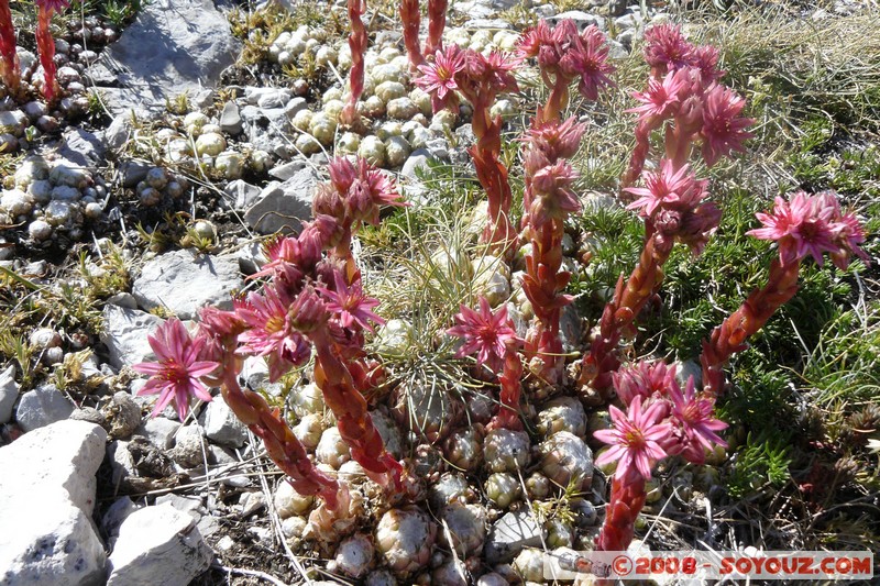 Mont Chiran
Mots-clés: fleur