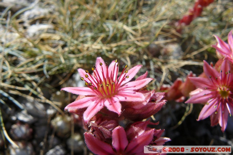 Mont Chiran
Mots-clés: fleur