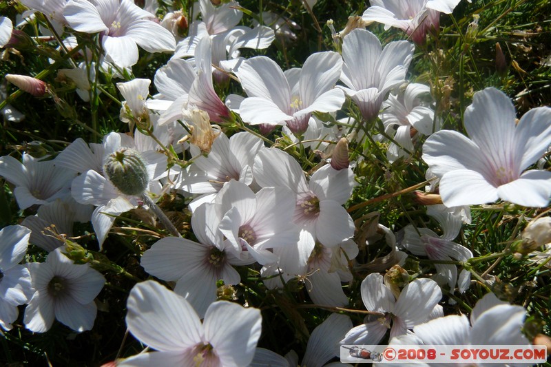 Mont Chiran - Fleur
Mots-clés: fleur