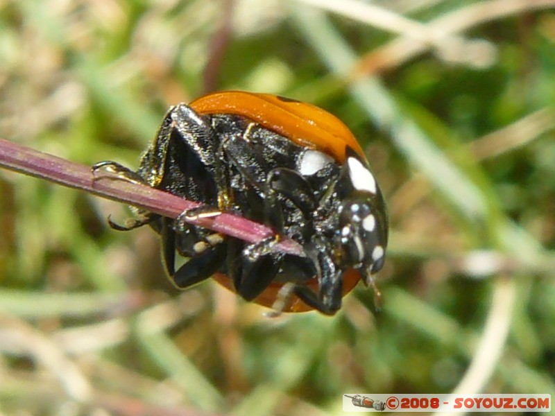 Mont Chiran - Coccinelle
Mots-clés: animals Insecte coccinelle