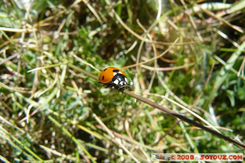 Mont Chiran - Coccinelle
Mots-clés: animals Insecte coccinelle