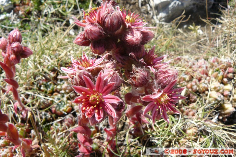 Mont Chiran - Fleurs
Mots-clés: fleur