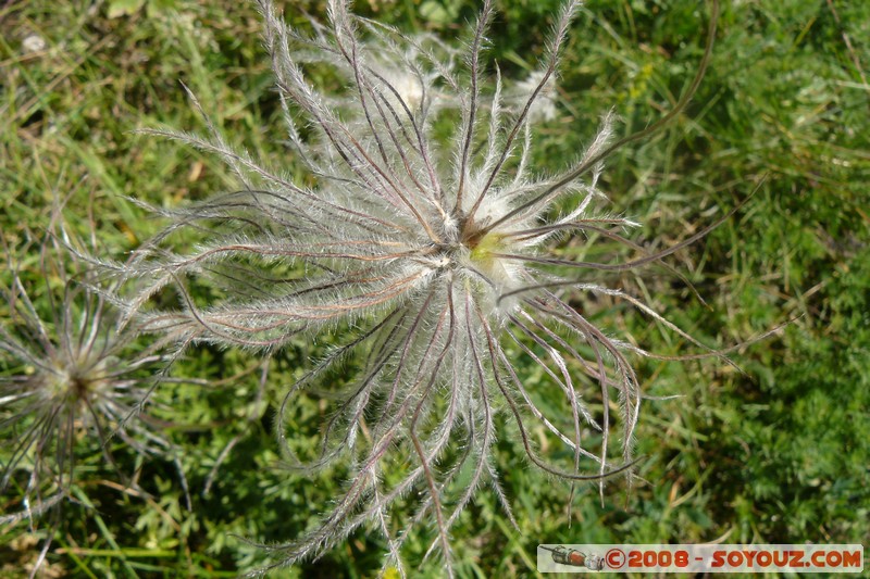 Mont Chiran - Fleurs
Mots-clés: fleur