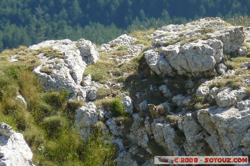 Mont Chiran - Marmotte
Mots-clés: animals Marmotte