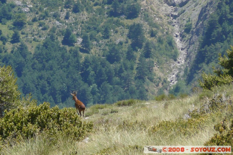 Mont Chiran - Cerf
Mots-clés: animals cerf