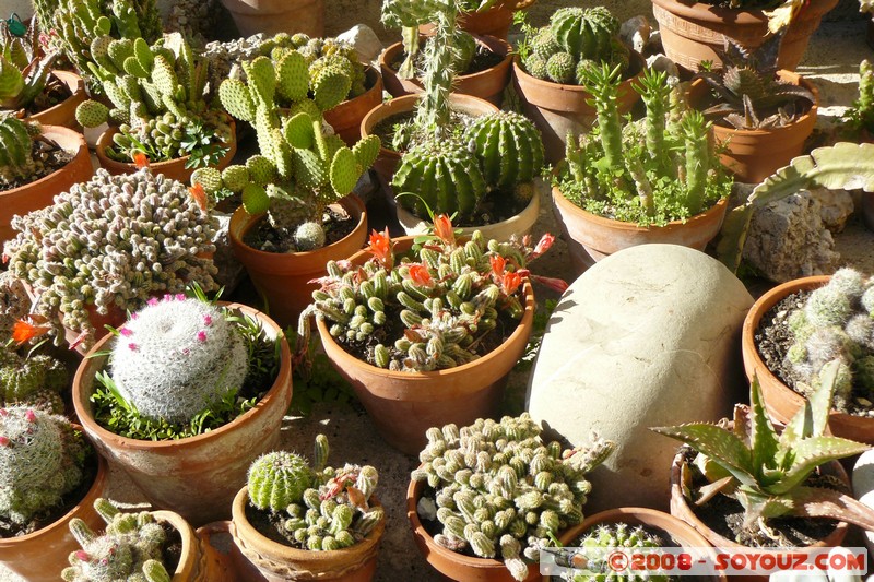 Rougon - Cactus
Mots-clés: cactus