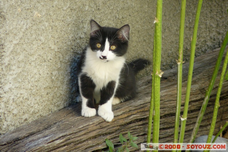 Rougon - Chaton
Mots-clés: animals chat