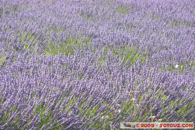 Riez - Champs de Lavande
Mots-clés: Lavande fleur