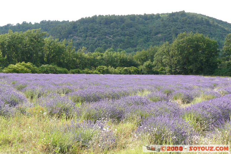 Riez - Champs de Lavande
Mots-clés: Lavande fleur