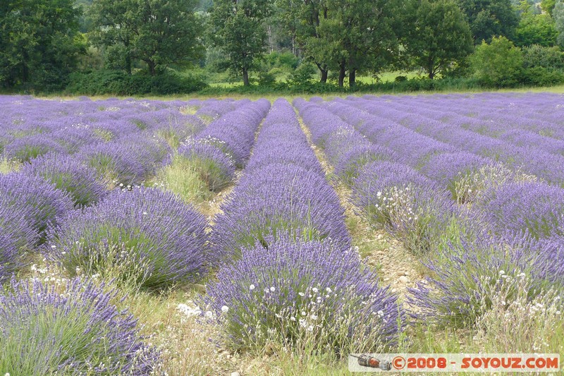 Riez - Champs de Lavande
Mots-clés: Lavande fleur