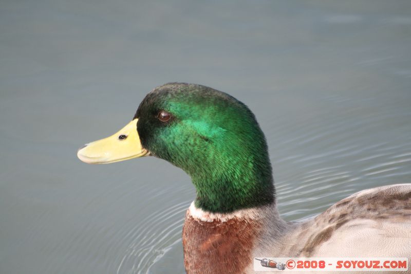 Avignon - Rives du Rhone - Canard
Mots-clés: animals oiseau canard