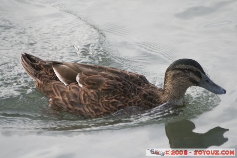 Avignon - Rives du Rhone - Canard
Mots-clés: animals oiseau canard