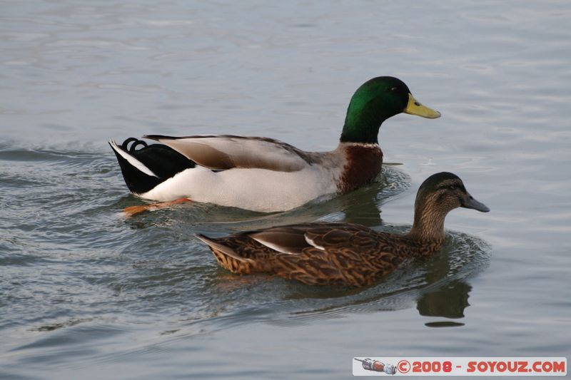 Avignon - Rives du Rhone - Canard
Mots-clés: animals oiseau canard