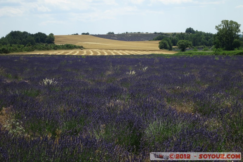 Puimoisson - Champs de Lavandes
Mots-clés: FRA France geo:lat=43.85042866 geo:lon=6.15066469 geotagged Provence-Alpes-CÃ´te d&#039;Azur Puimoisson fleur Lavande