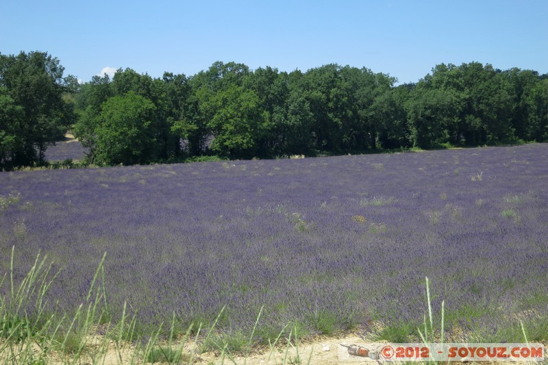 Puimoisson - Champs de Lavandes
Mots-clés: FRA France geo:lat=43.85042866 geo:lon=6.15066469 geotagged Provence-Alpes-CÃ´te d&#039;Azur Puimoisson fleur Lavande