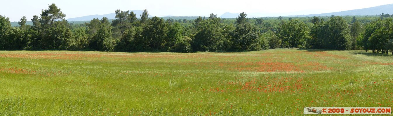 Regusse - Champ de Coquelicots - panorama
Mots-clés: fleur coquelicot panorama