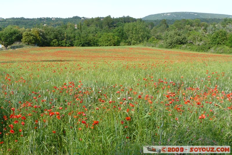 La Verdiere - Champ de Coquelicot
Mots-clés: fleur coquelicot