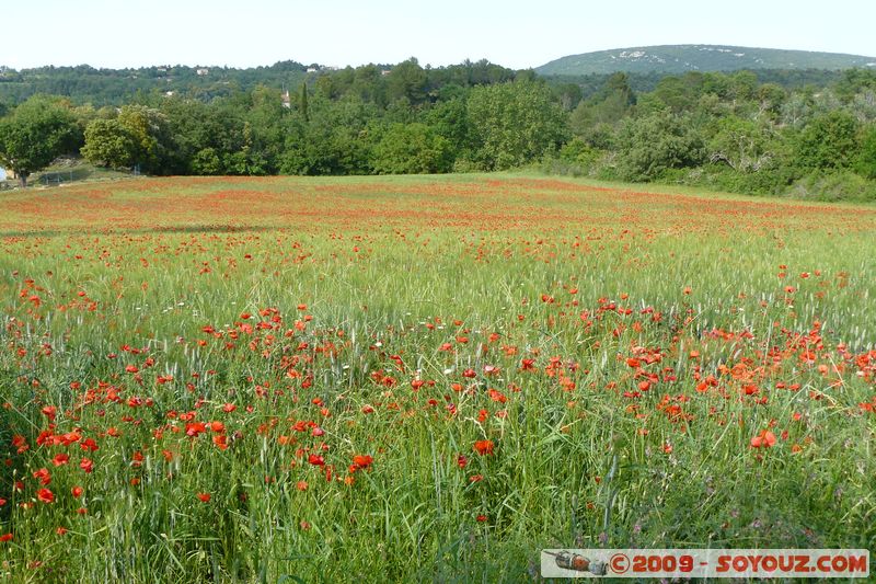 La Verdiere - Champ de Coquelicot
Mots-clés: fleur coquelicot