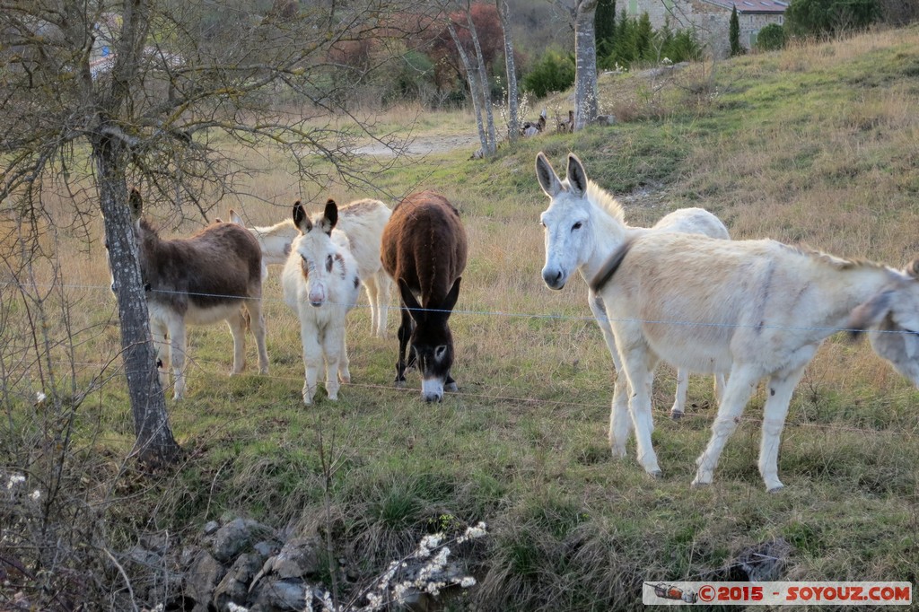 Ardeche - Lablachere - Anes
Mots-clés: FRA France geo:lat=44.45016067 geo:lon=4.21752691 geotagged Lablachère Rhône-Alpes animals ane