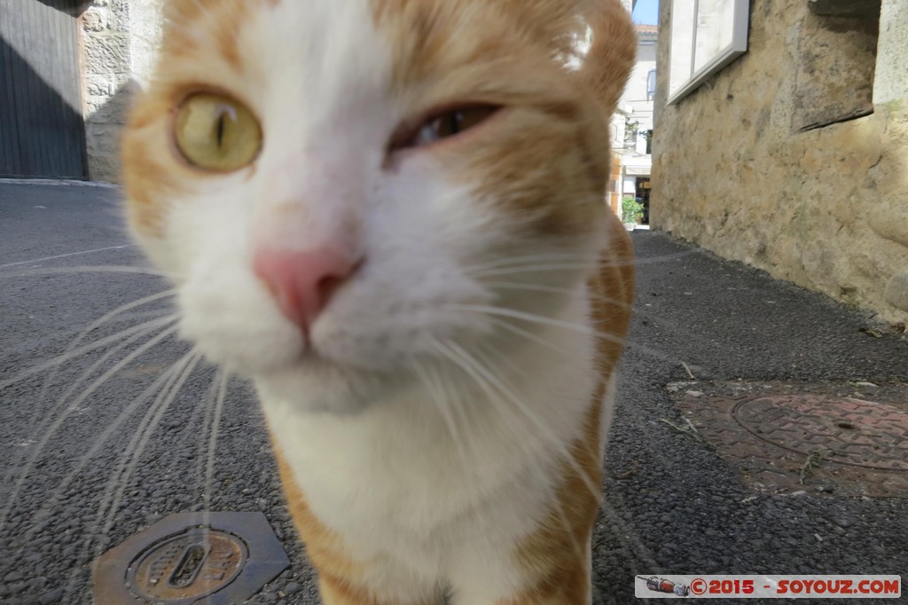 Ardeche - Labeaume - Chat
Mots-clés: FRA France geo:lat=44.44864036 geo:lon=4.30684716 geotagged Labeaume Rhône-Alpes animals chat