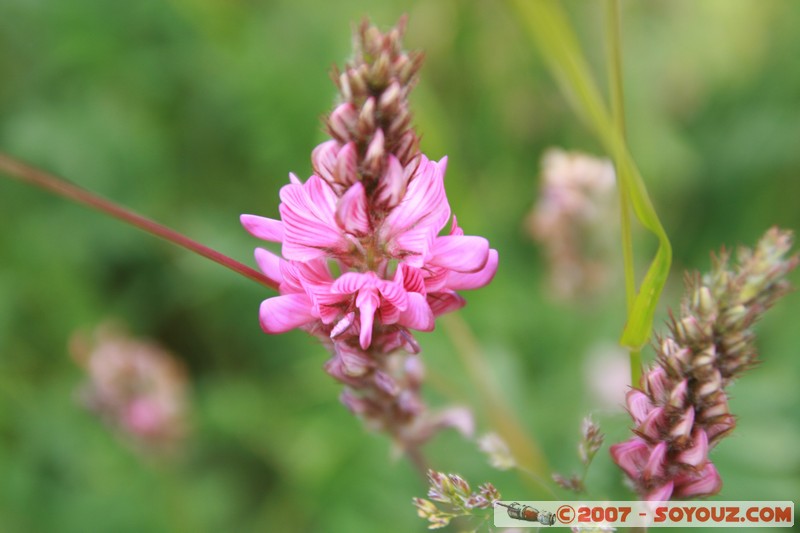 Fleurs
Mots-clés: fleur