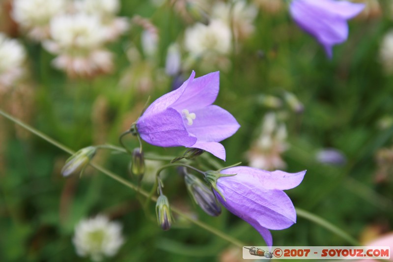 Fleurs
Mots-clés: fleur