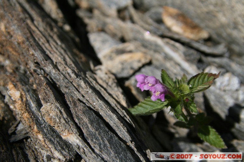 Fleurs
Mots-clés: fleur