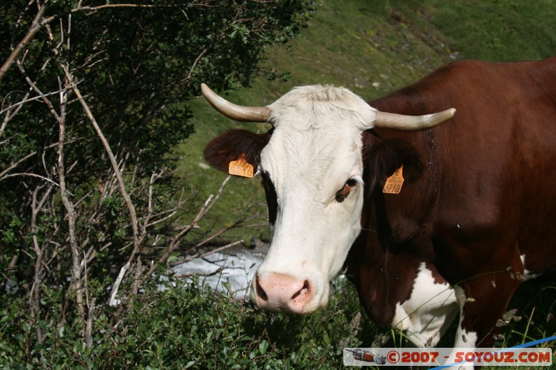 Vache
Mots-clés: animals vaches