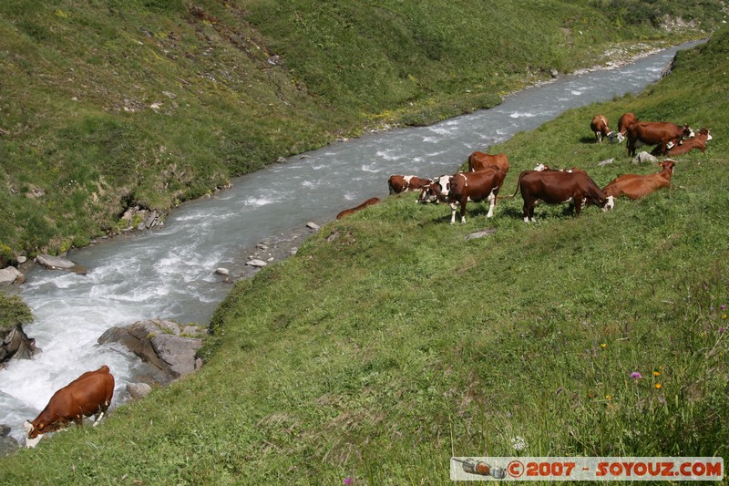 Vache
Mots-clés: animals vaches