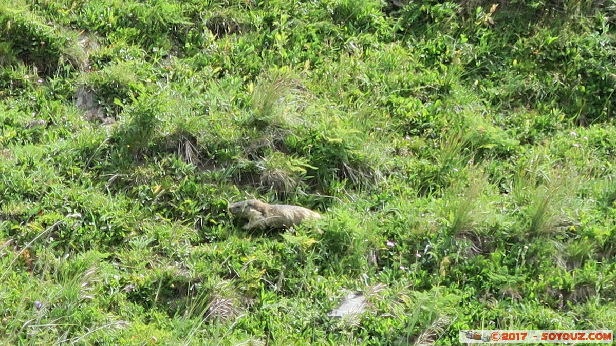 Lac du Mont-Cenis - Marmotte
Mots-clés: geo:lat=45.22196685 geo:lon=6.96623325 geotagged Haute Maurienne Lanslebourg-Mont-Cenis Lac du Mont-Cenis animals Marmotte