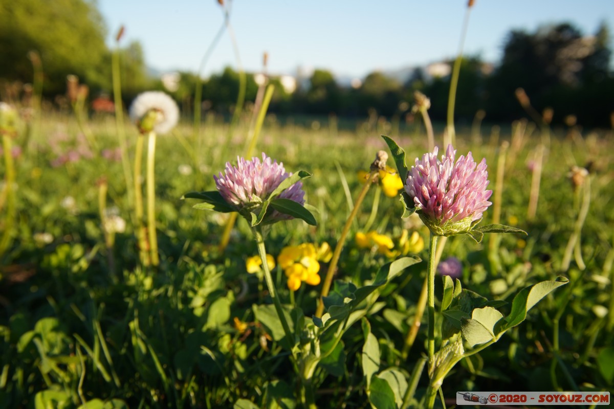 Annecy-le-Vieux - Parc Vignières-Pommaries
Mots-clés: Annecy-le-Vieux Auvergne-Rhône-Alpes FRA France fleur