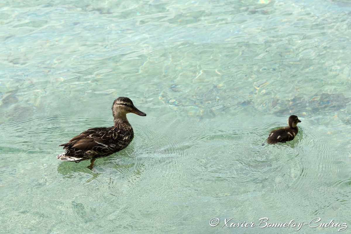 Annecy
Mots-clés: Annecy FRA France geo:lat=45.90011217 geo:lon=6.13140579 geotagged Haute-Savoie Jardin de l'Europe animals oiseau canard