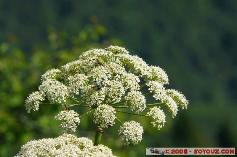 Mont Veyrier
Mots-clés: fleur