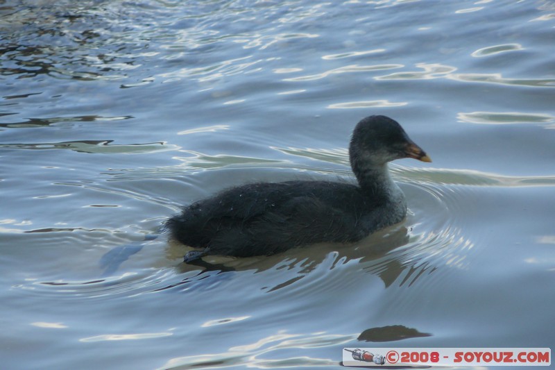 Reserve Naturelle du Bout-du-Lac
Mots-clés: animals oiseau Poule d'eau
