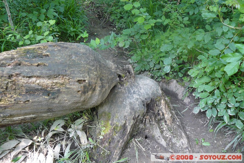 Reserve Naturelle du Bout-du-Lac - Arbre abattu par un Castor
Mots-clés: castor