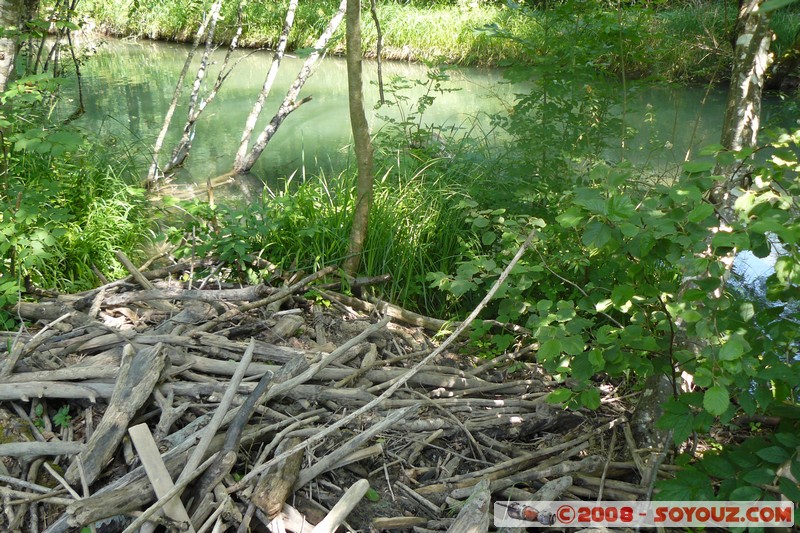 Reserve Naturelle du Bout-du-Lac - Abris de Castors
Mots-clés: castor