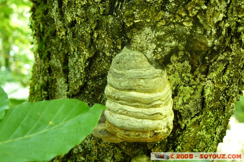 Sentier du Roc de Chere - Champignon
Mots-clés: champignon