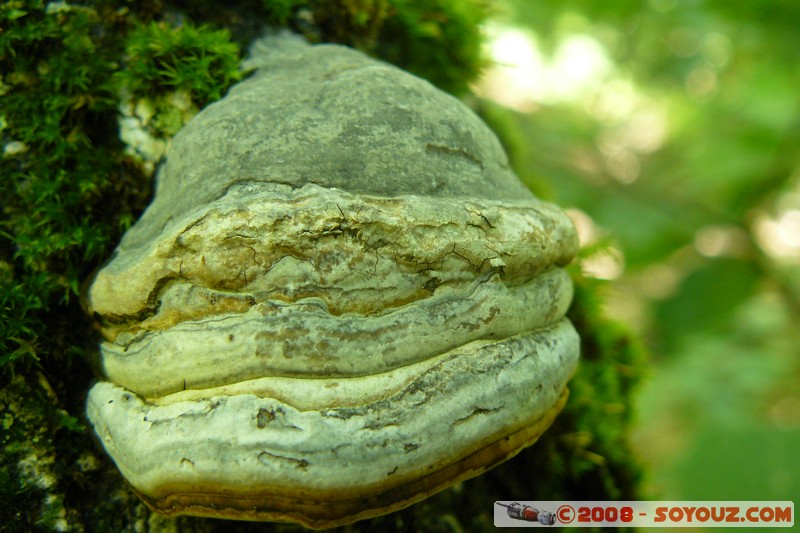 Sentier du Roc de Chere - Champignon
Mots-clés: champignon