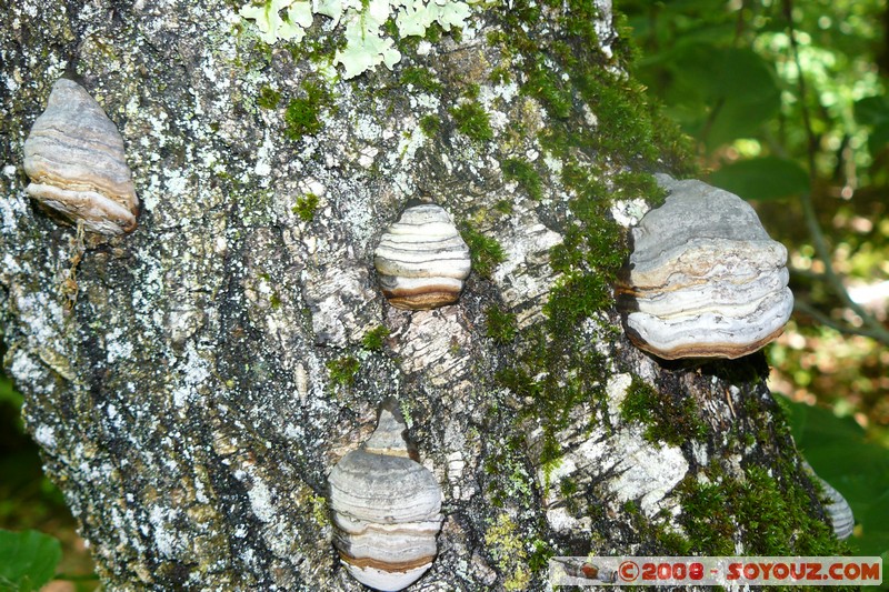 Sentier du Roc de Chere - Champignon
Mots-clés: champignon