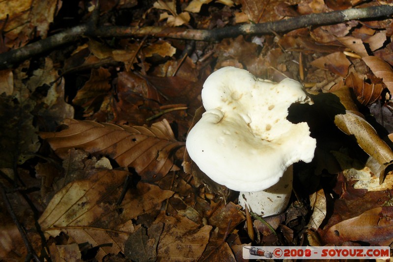 Sentier du Roc de Chere - Champignon
Mots-clés: champignon