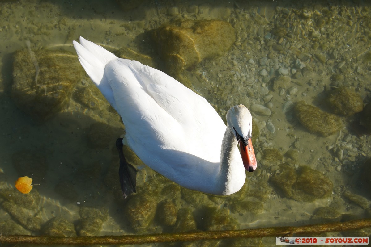 Annecy - Le Paquier - Cygne
Mots-clés: oiseau animals Cygne