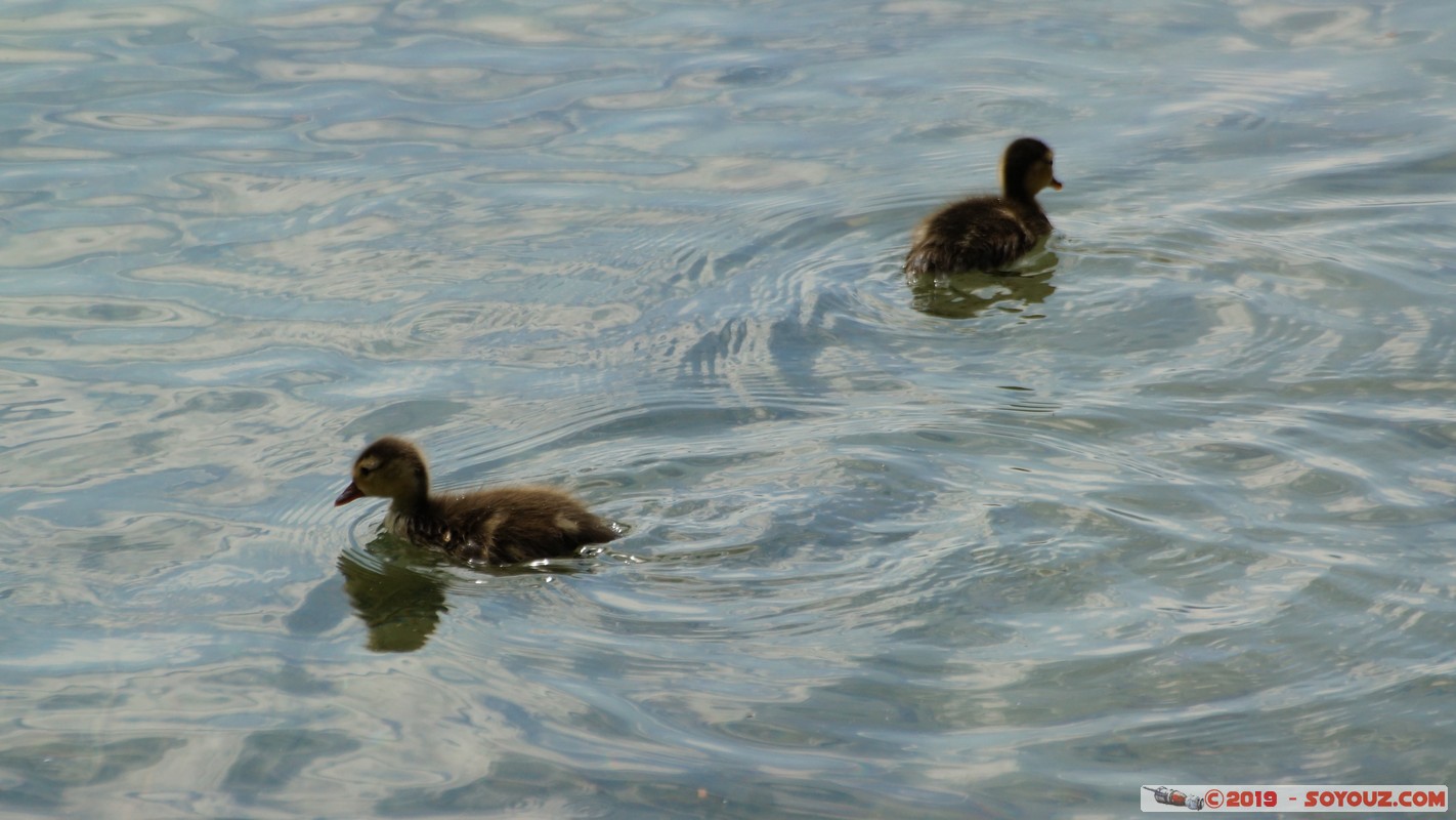 Annecy-le-Vieux - Chavoire - Canard Colvert
Mots-clés: Albigny Annecy-le-Vieux Auvergne-Rhône-Alpes FRA France geo:lat=45.90580264 geo:lon=6.15667695 geotagged animals oiseau canard Canard Colvert