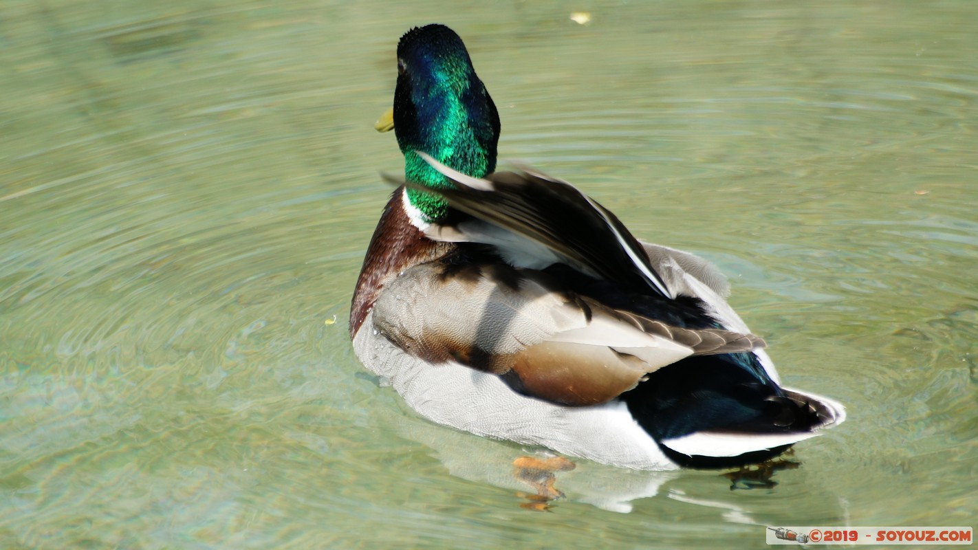 Annecy-le-Vieux - Chavoire - Canard Colvert
Mots-clés: Albigny Annecy-le-Vieux Auvergne-Rhône-Alpes FRA France geo:lat=45.90477238 geo:lon=6.15173632 geotagged animals oiseau canard Canard Colvert