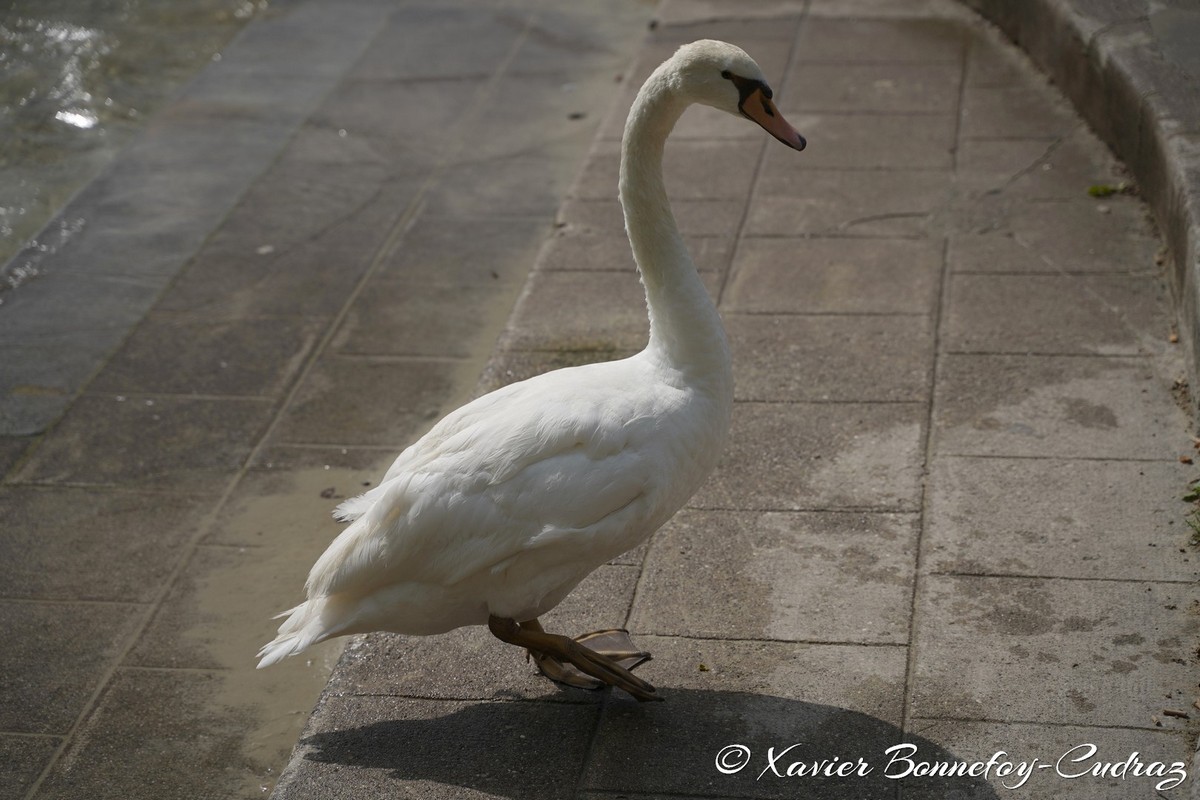 Lac d'Annecy - Cygne
Mots-clés: Annecy FRA France geo:lat=45.90324258 geo:lon=6.13595852 geotagged Haute-Savoie Le Paquier animals oiseau Cygne