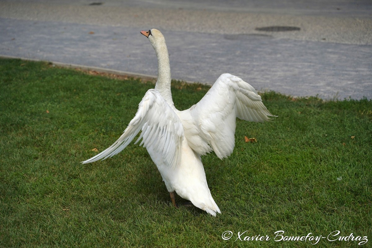 Lac d'Annecy - Cygne
Mots-clés: Annecy FRA France geo:lat=45.90324258 geo:lon=6.13595852 geotagged Haute-Savoie Le Paquier animals oiseau Cygne